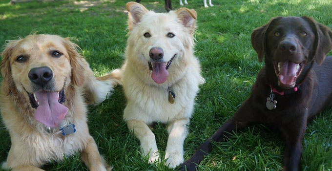 Luxury Dog Boarding near Maple Grove, Twin Cities, MN