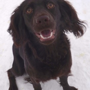dog-7